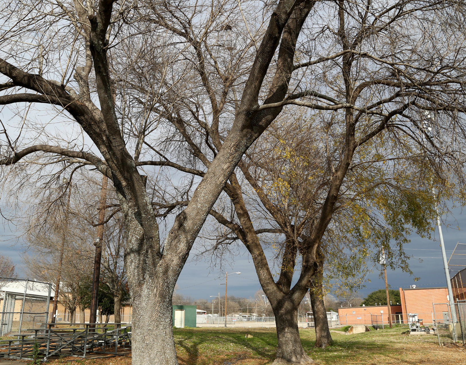 Ash tree